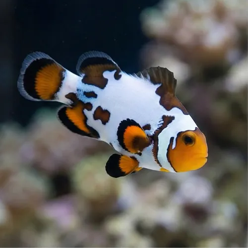 Bullet Hole Clownfish - Captive Bred