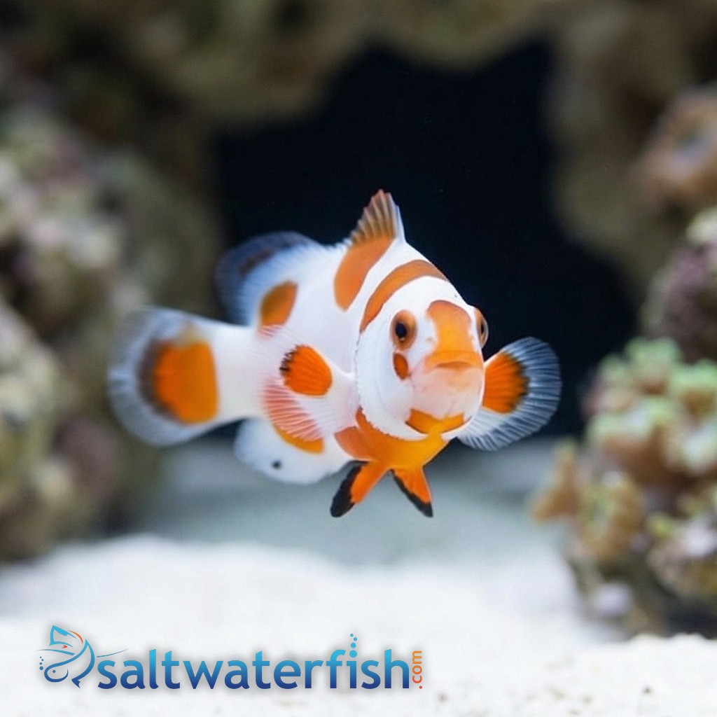 Tangerine Albino Storm Ocellaris - Captive Bred