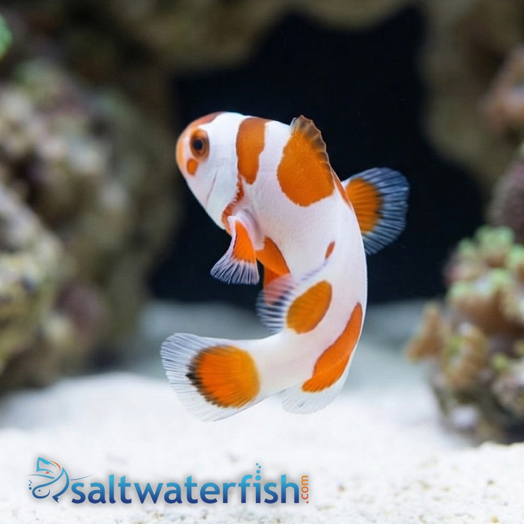 Tangerine Albino Storm Ocellaris - Captive Bred