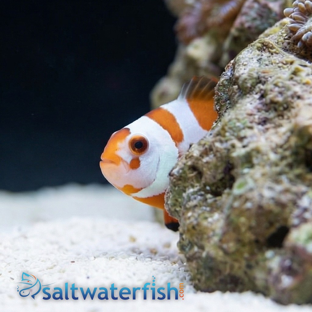 Tangerine Albino Storm Ocellaris - Captive Bred