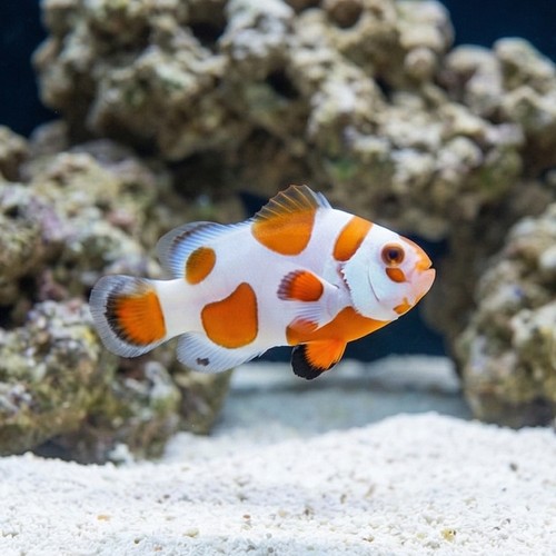 Tangerine Albino Storm Ocellaris - Captive Bred