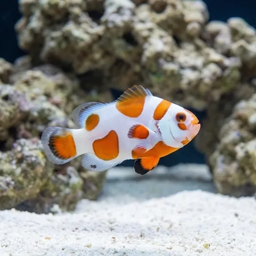 Tangerine Albino Storm Ocellaris - Captive Bred