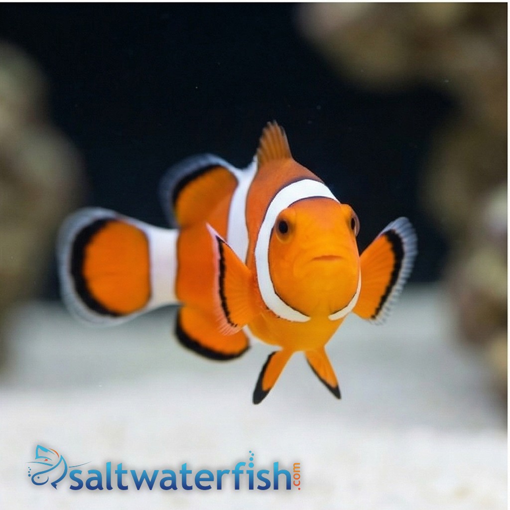 False Percula Ocellaris Clownfish - Captive Bred