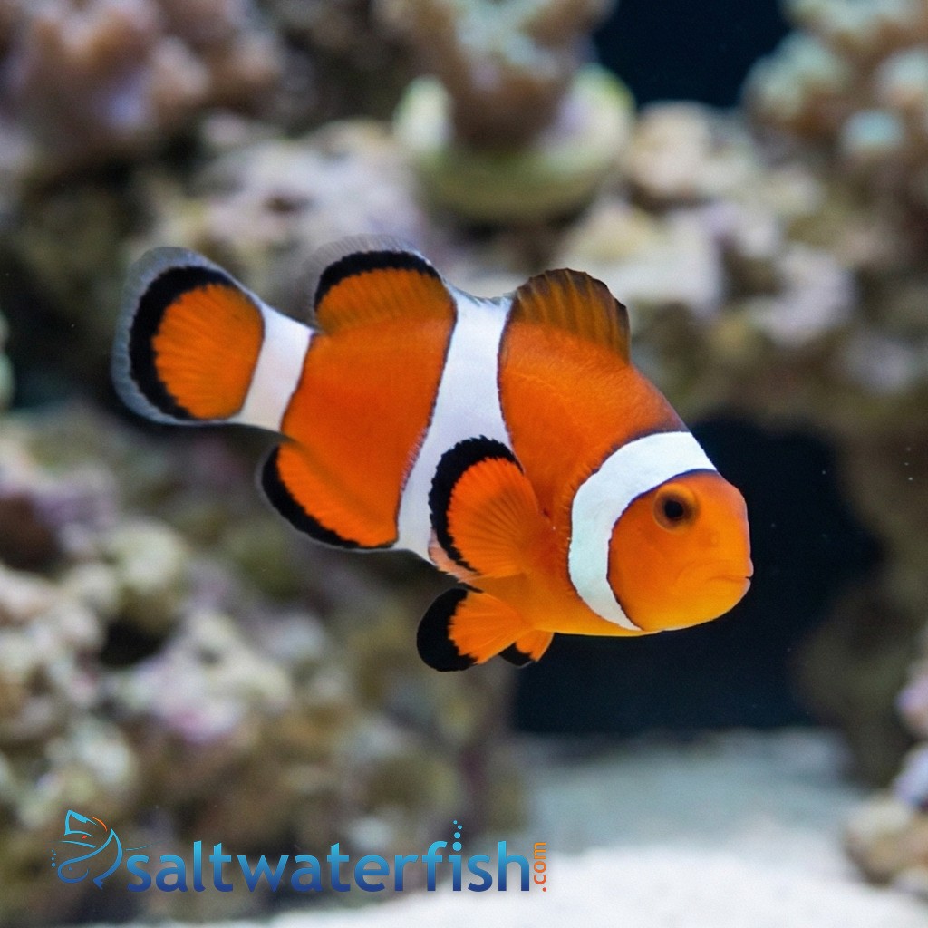 False Percula Ocellaris Clownfish - Captive Bred