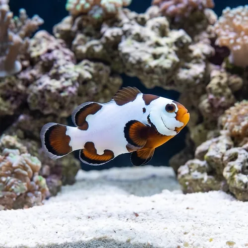 Black Ice Storm Clownfish - Captive Bred