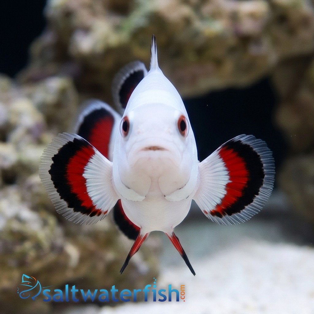 Storm Solar Clownfish Captive-Bred