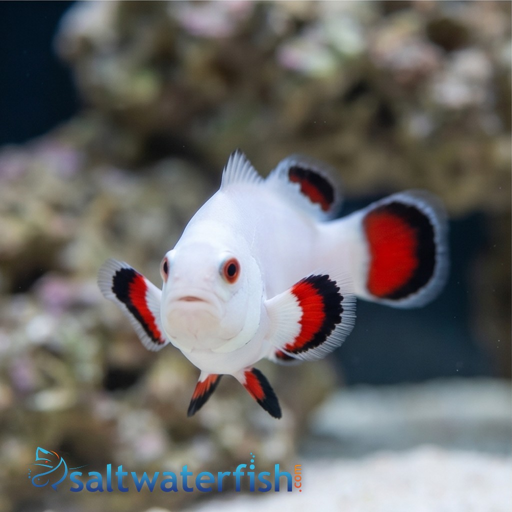 Storm Solar Clownfish Captive-Bred