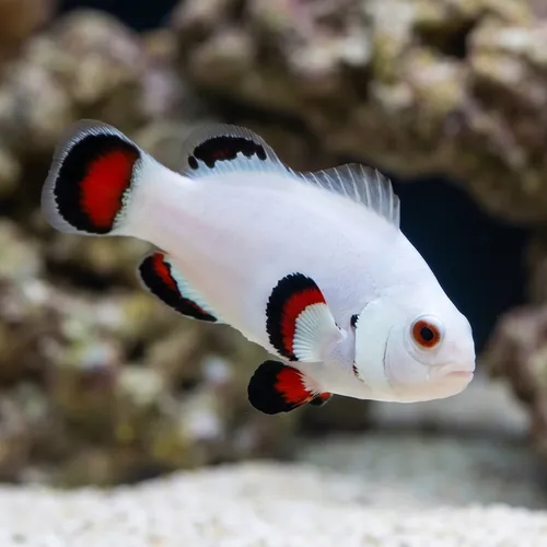 Storm Solar Clownfish Captive-Bred
