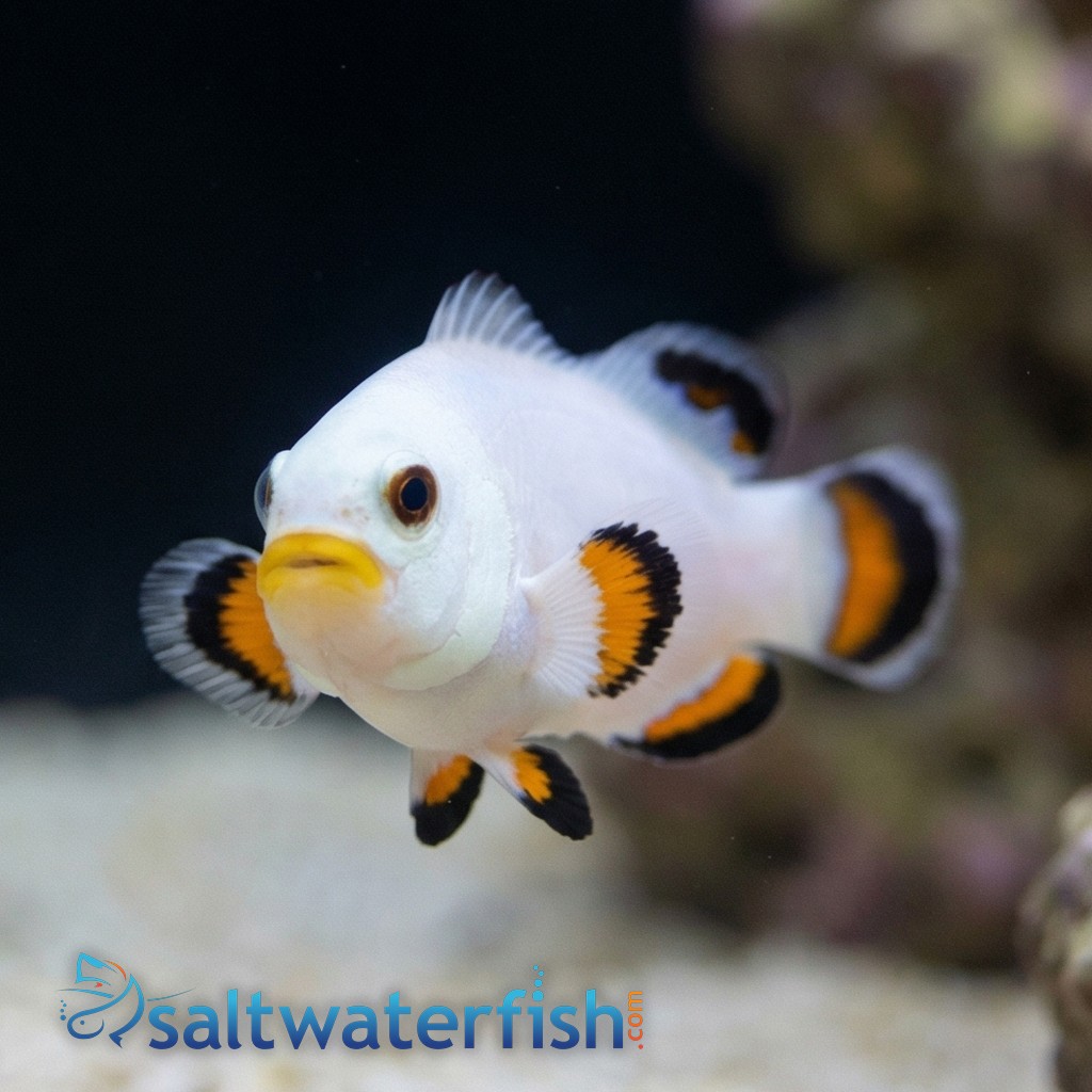 Ice Storm Clownfish - Captive Bred - QM Labs