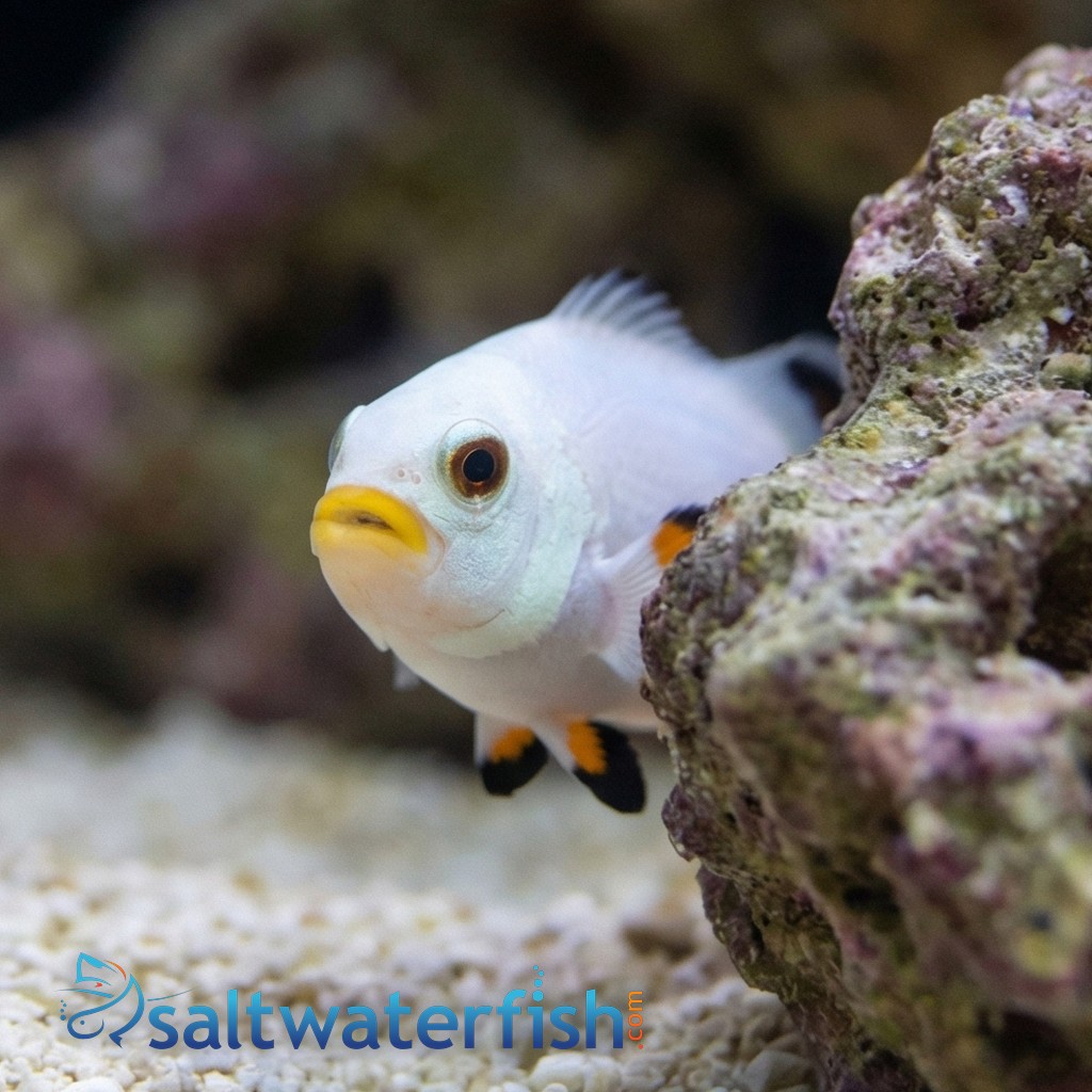 Ice Storm Clownfish - Captive Bred - QM Labs