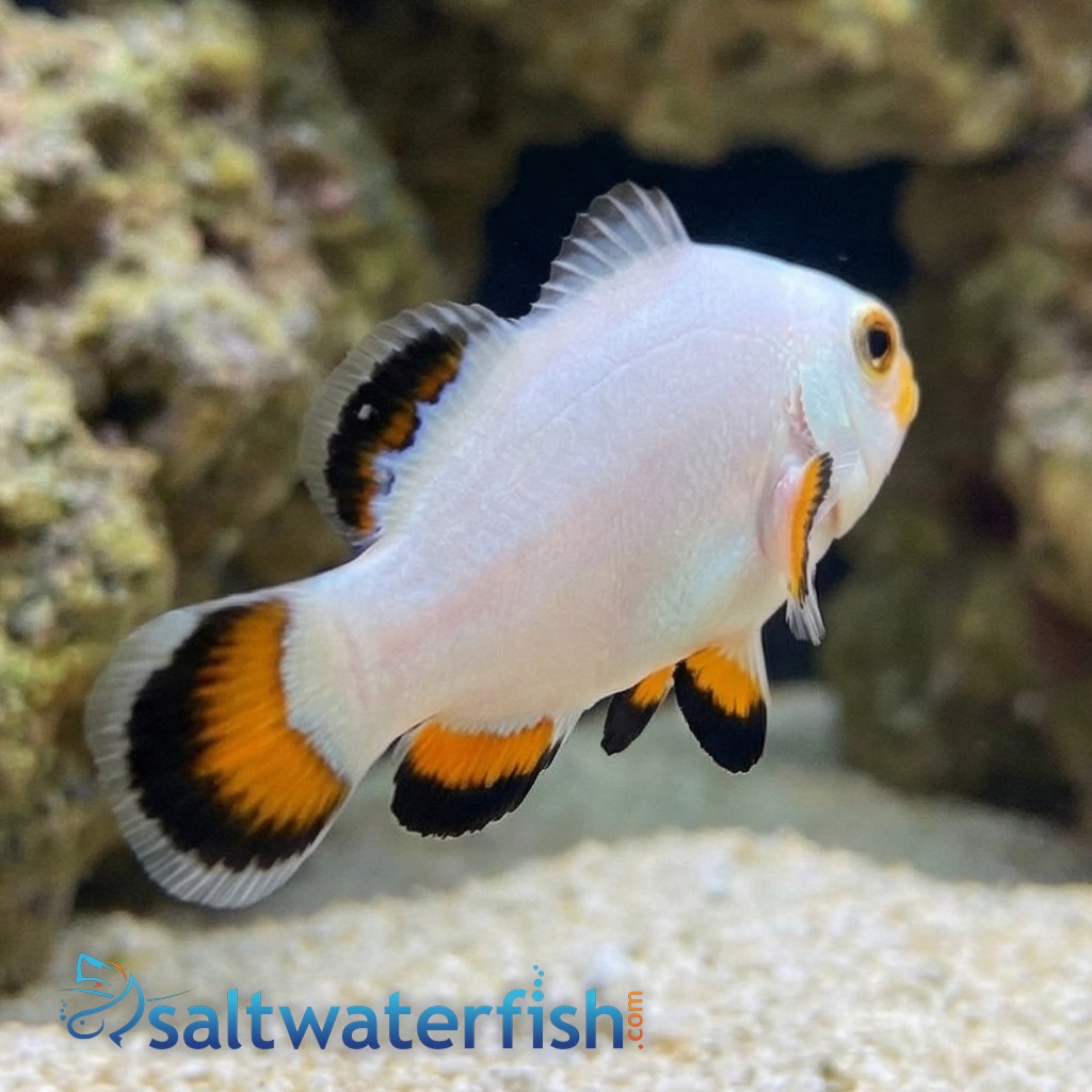 Ice Storm Clownfish - Captive Bred - QM Labs