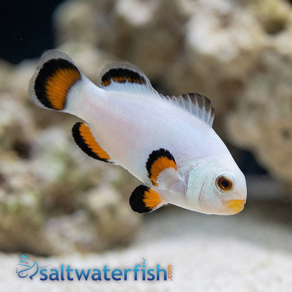 Ice Storm Clownfish - Captive Bred - QM Labs