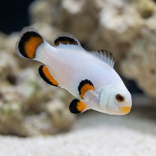 Ice Storm Clownfish - Captive Bred - QM Labs