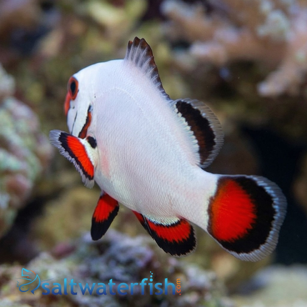 Flurry Snowflake Clownfish - Captive Bred - QM Labs