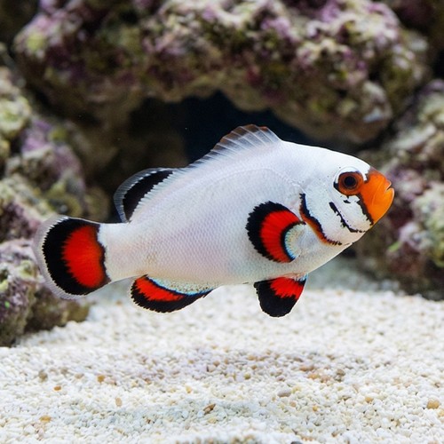 Flurry Snowflake Clownfish - Captive Bred - QM Labs