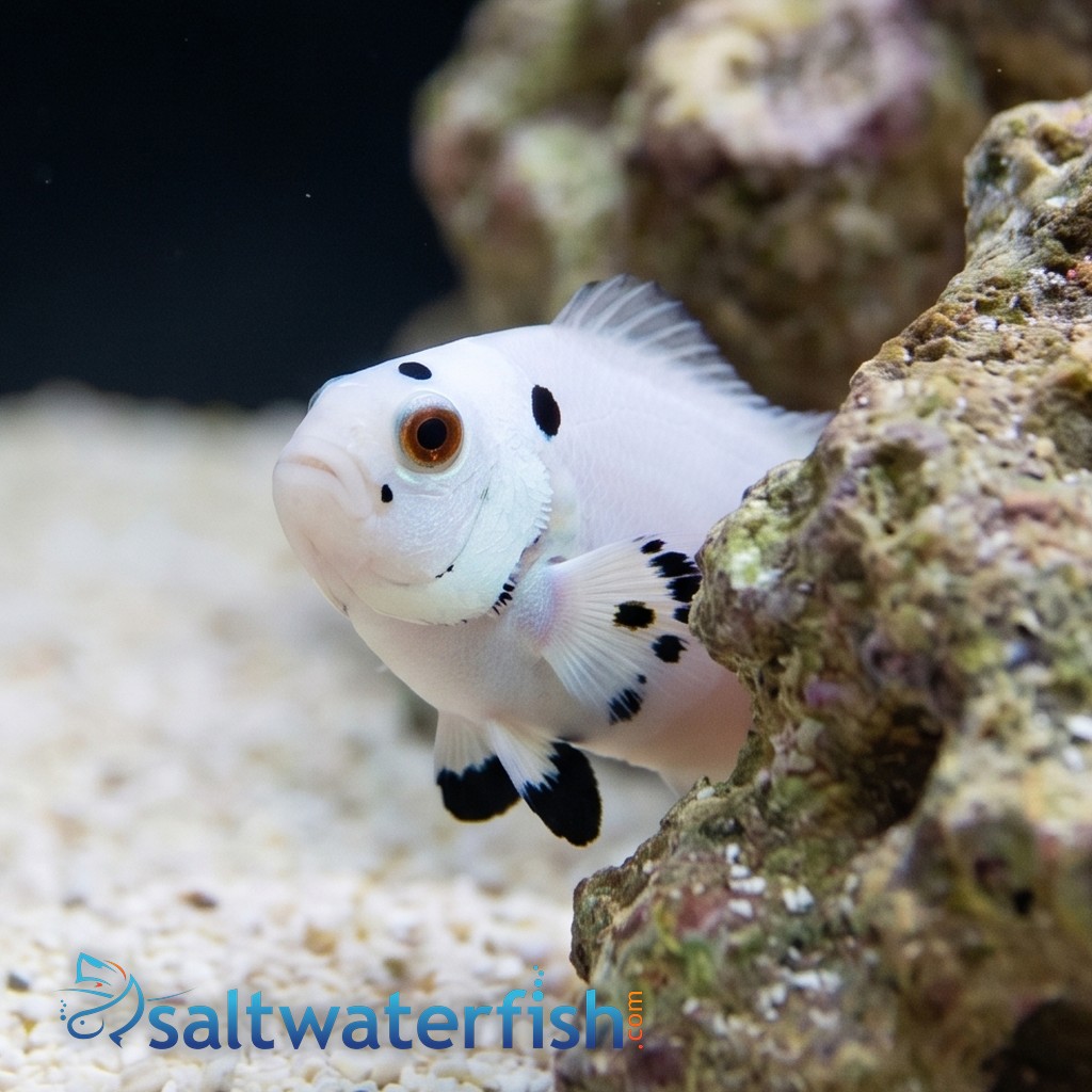 Super Storm Clownfish - Captive Bred