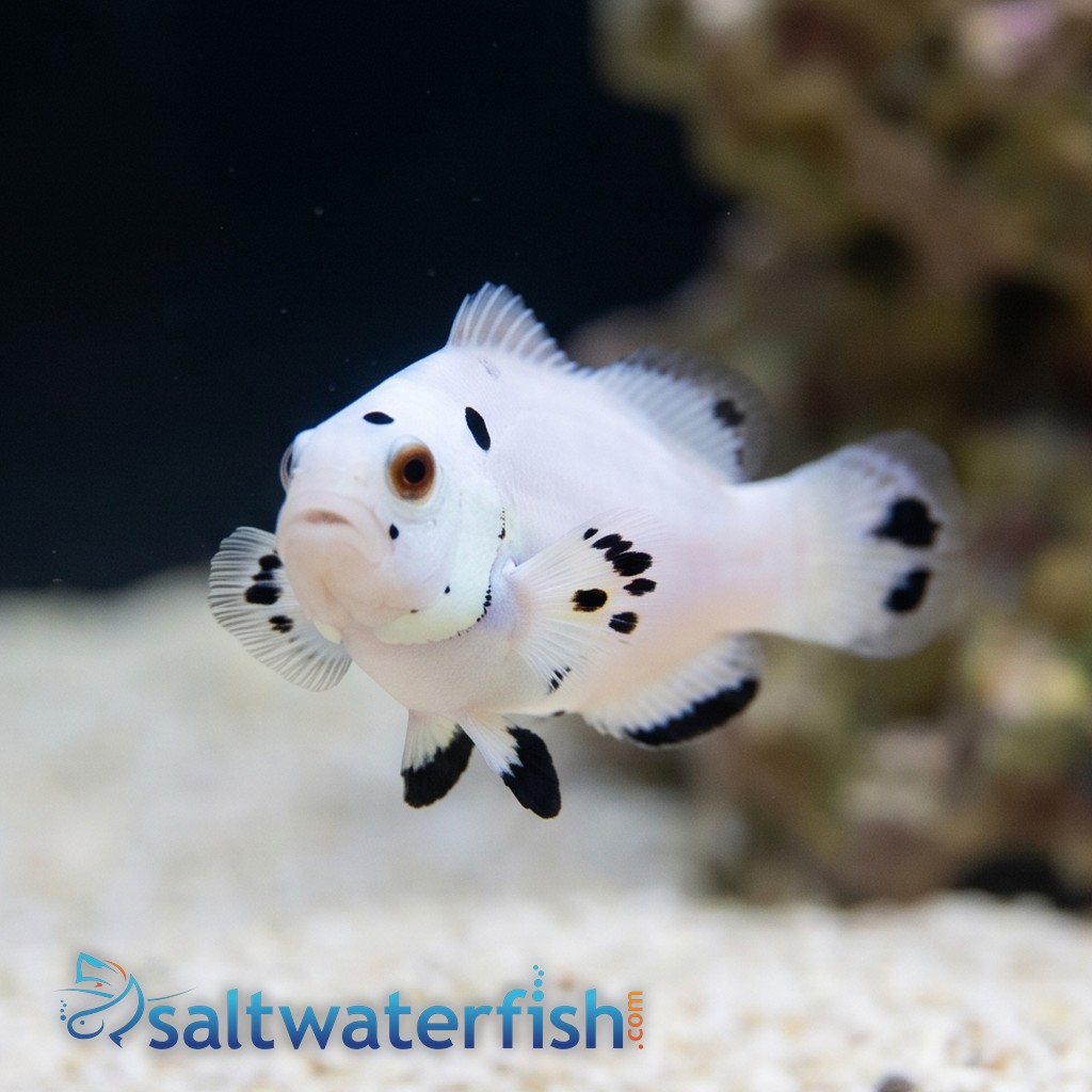 Super Storm Clownfish - Captive Bred