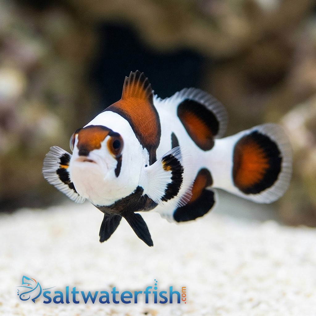 Mocha Storm Clownfish - Aquacultured - QM Labs