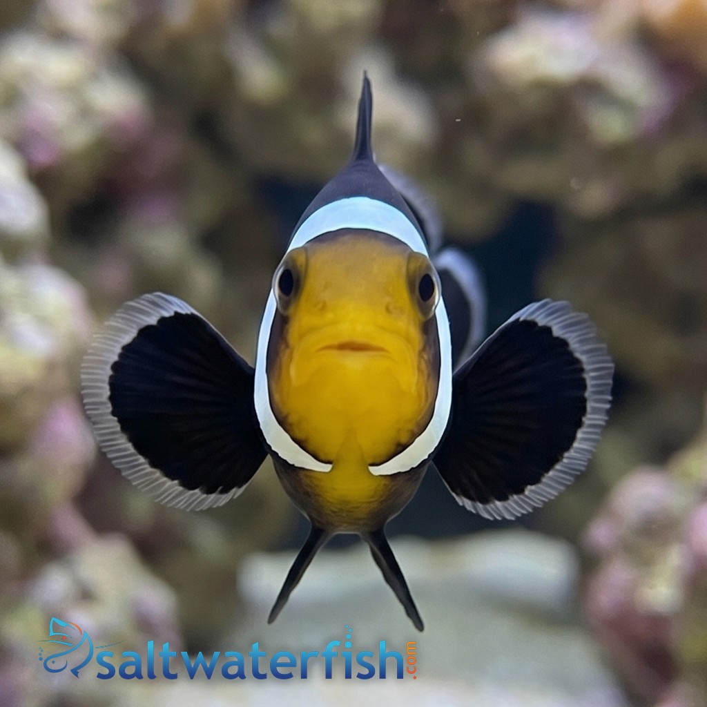 Mocha Ocellaris Clownfish - Captive Bred - QM Labs