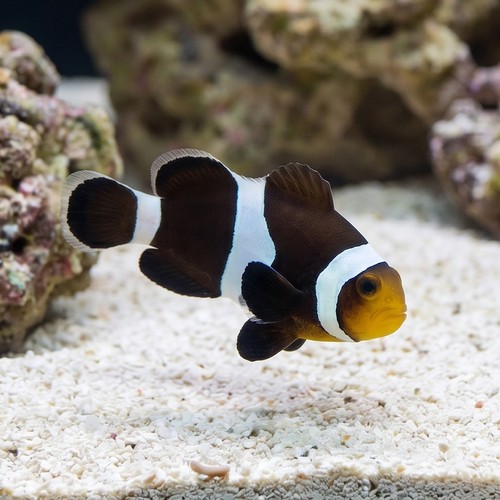 Mocha Ocellaris Clownfish - Captive Bred - QM Labs