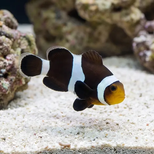 Mocha Ocellaris Clownfish - Captive Bred - QM Labs