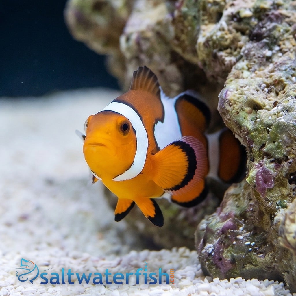 Black Ice Snowflake Clownfish - Captive Bred