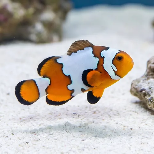Black Ice Snowflake Clownfish - Captive Bred