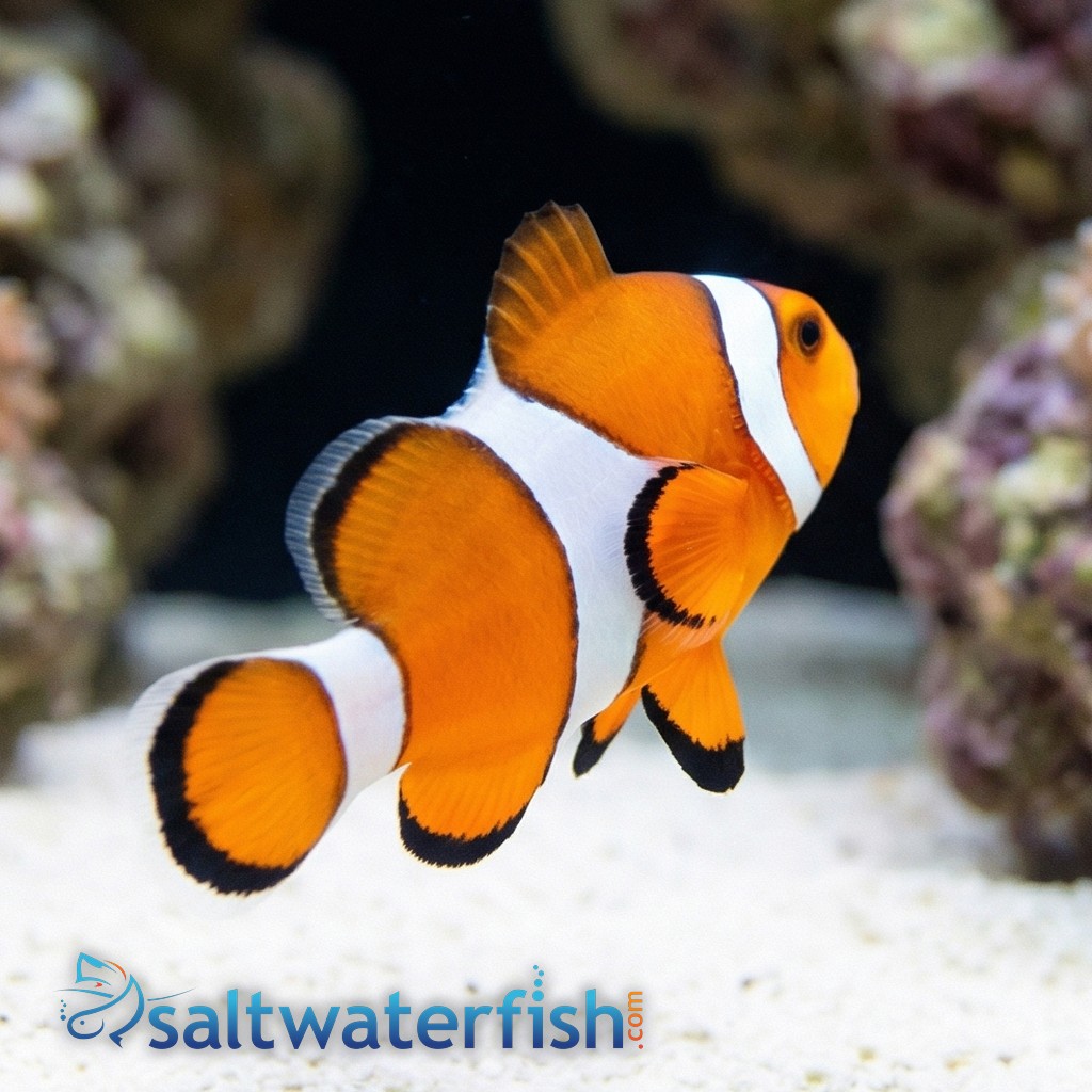 False Percula Ocellaris Clownfish - Captive Bred