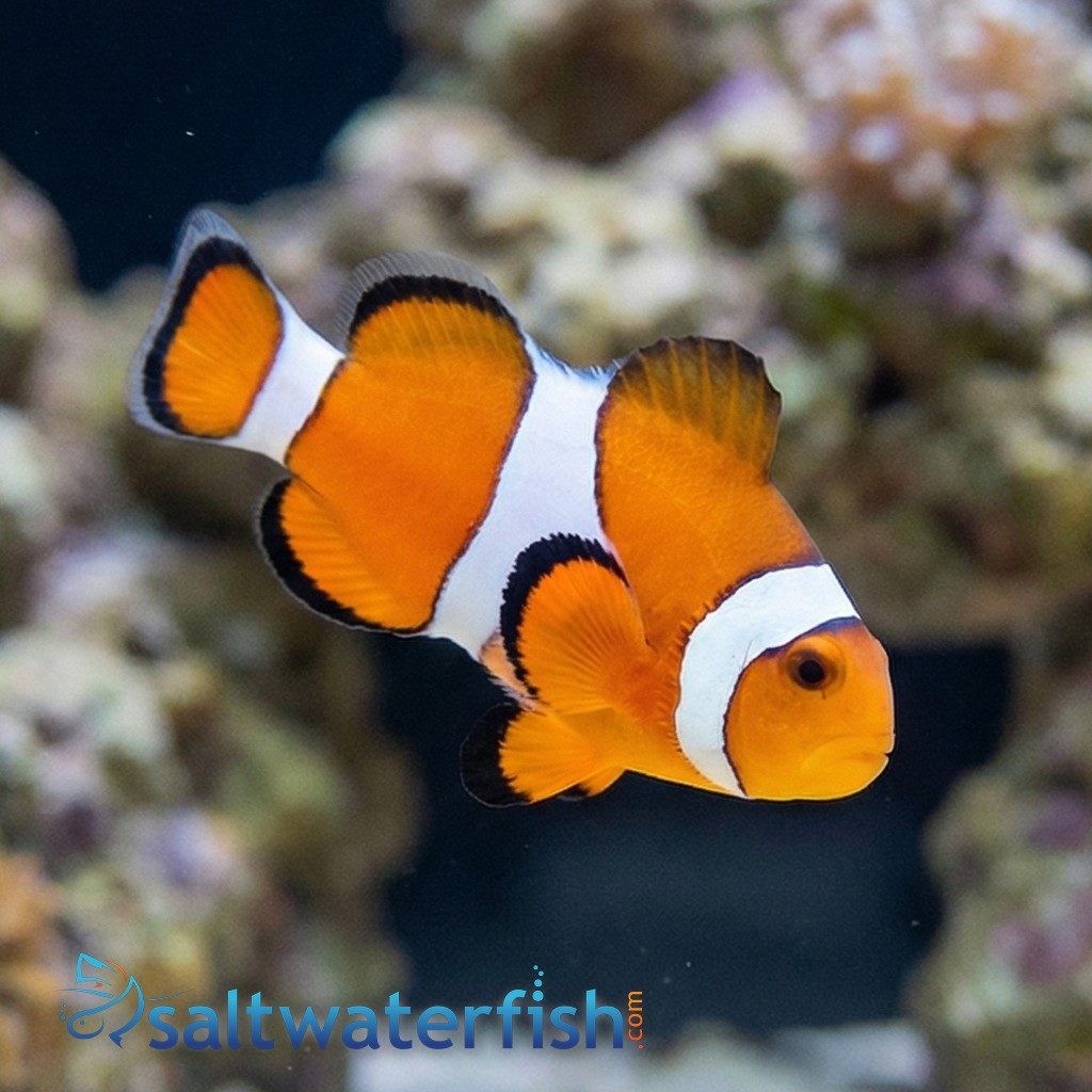 False Percula Ocellaris Clownfish - Captive Bred