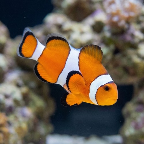 False Percula Ocellaris Clownfish - Captive Bred