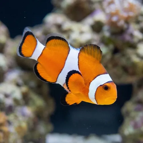 False Percula Ocellaris Clownfish - Captive Bred