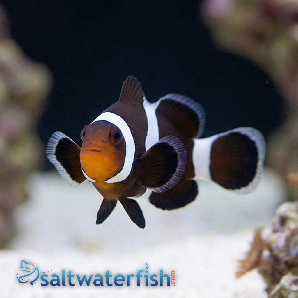 Black & White Ocellaris Clownfish - Captive Bred
