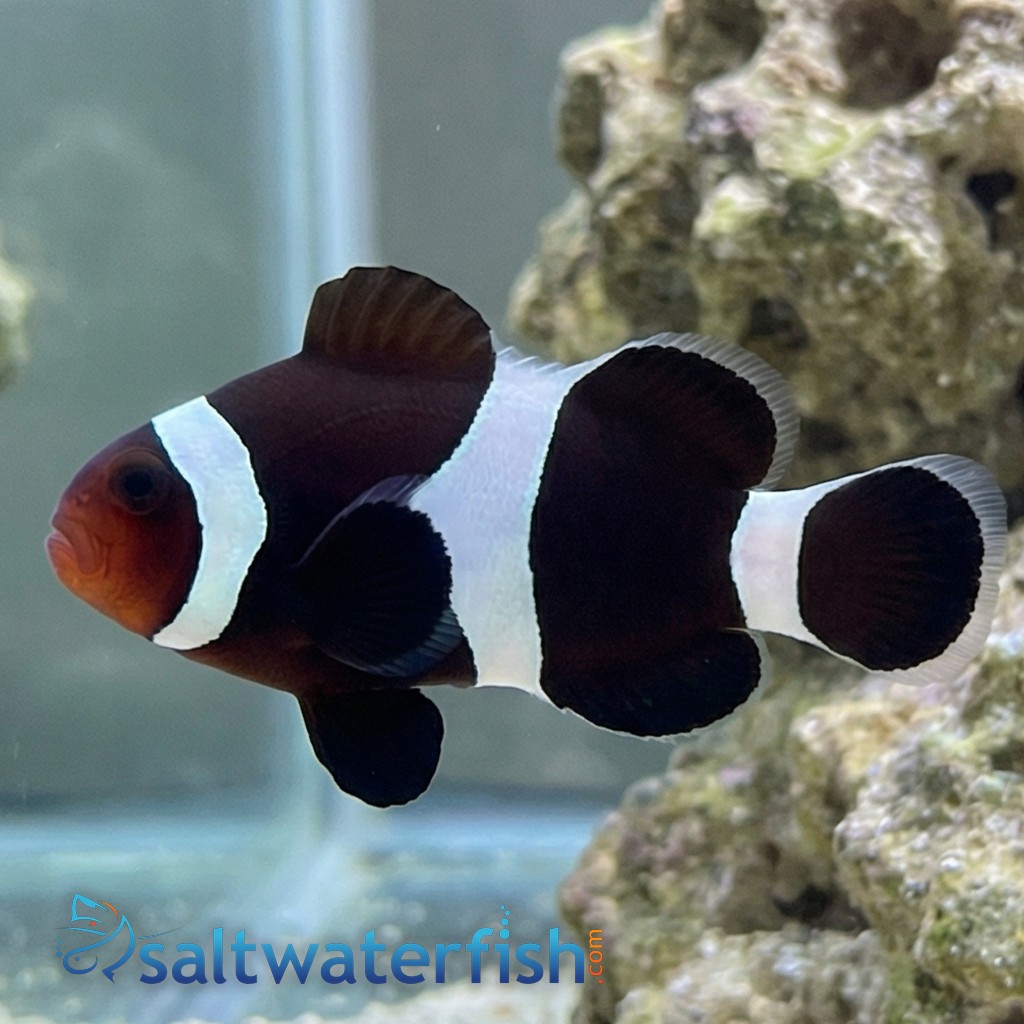 Black & White Ocellaris Clownfish - Captive Bred