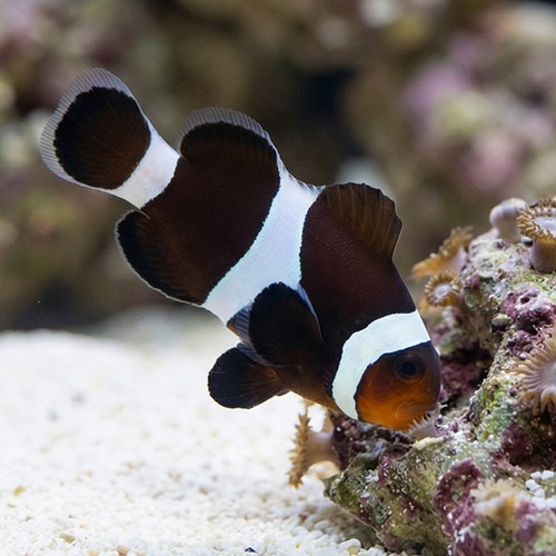 Black & White Ocellaris Clownfish - Captive Bred