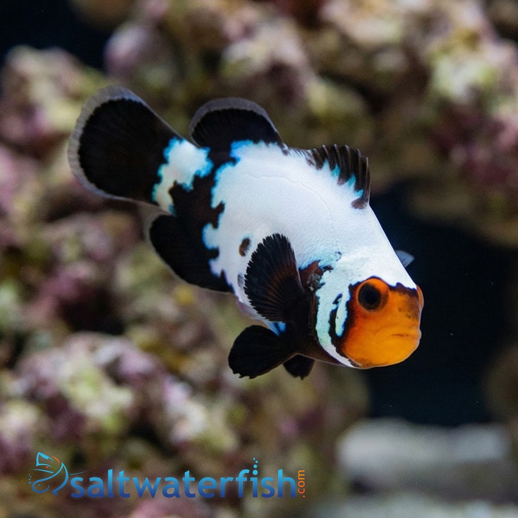 Phantom Snowflake Clownfish - Captive Bred