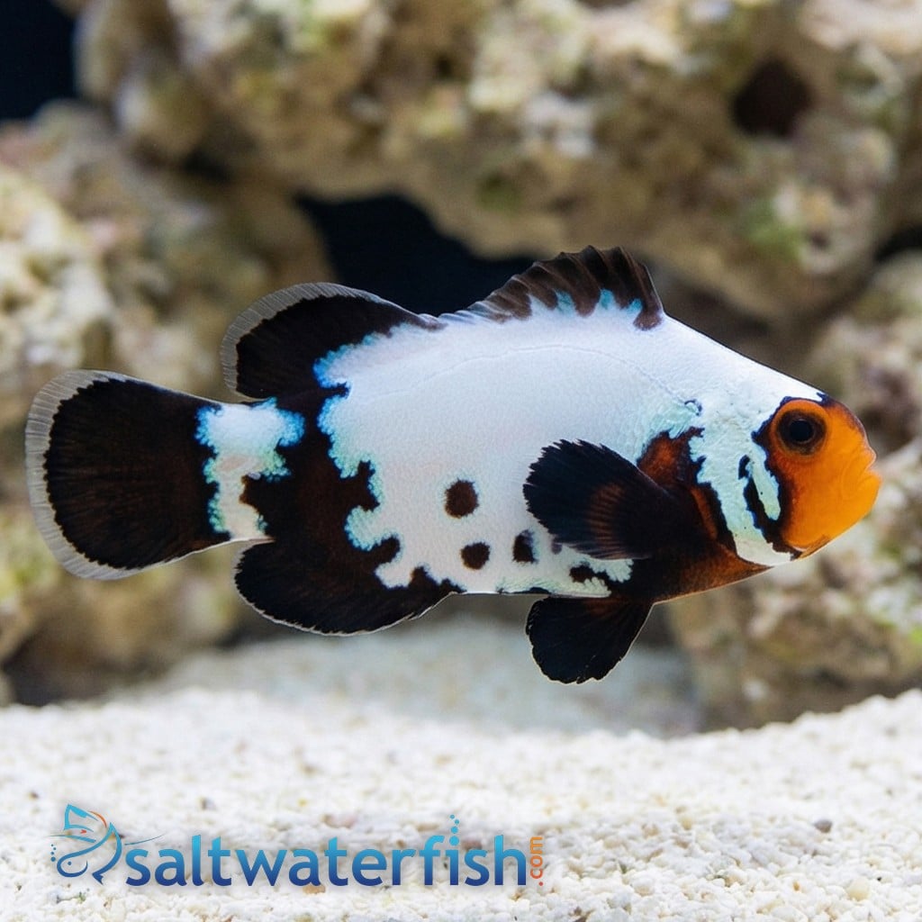 Phantom Snowflake Clownfish - Captive Bred