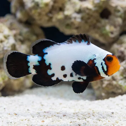 Phantom Snowflake Clownfish - Captive Bred