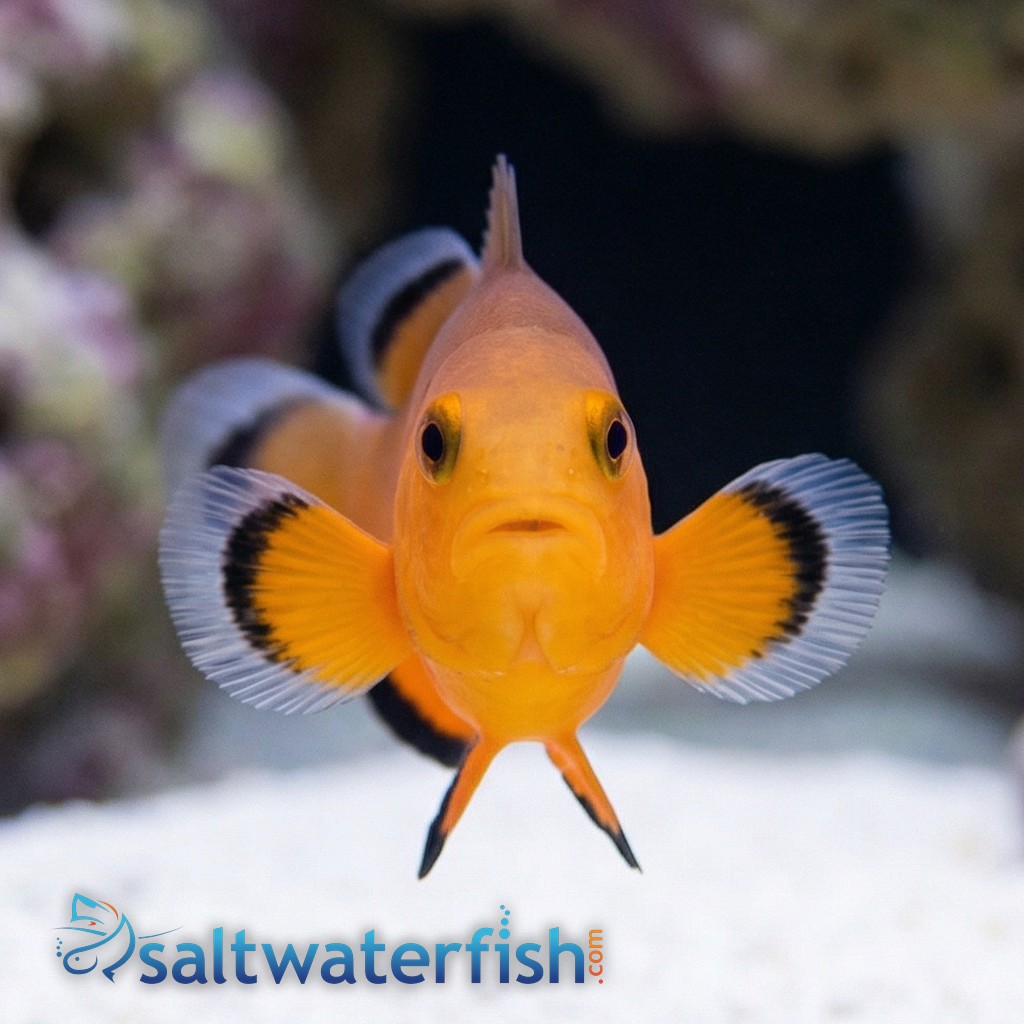 Naked Ocellaris Clownfish - Captive Bred