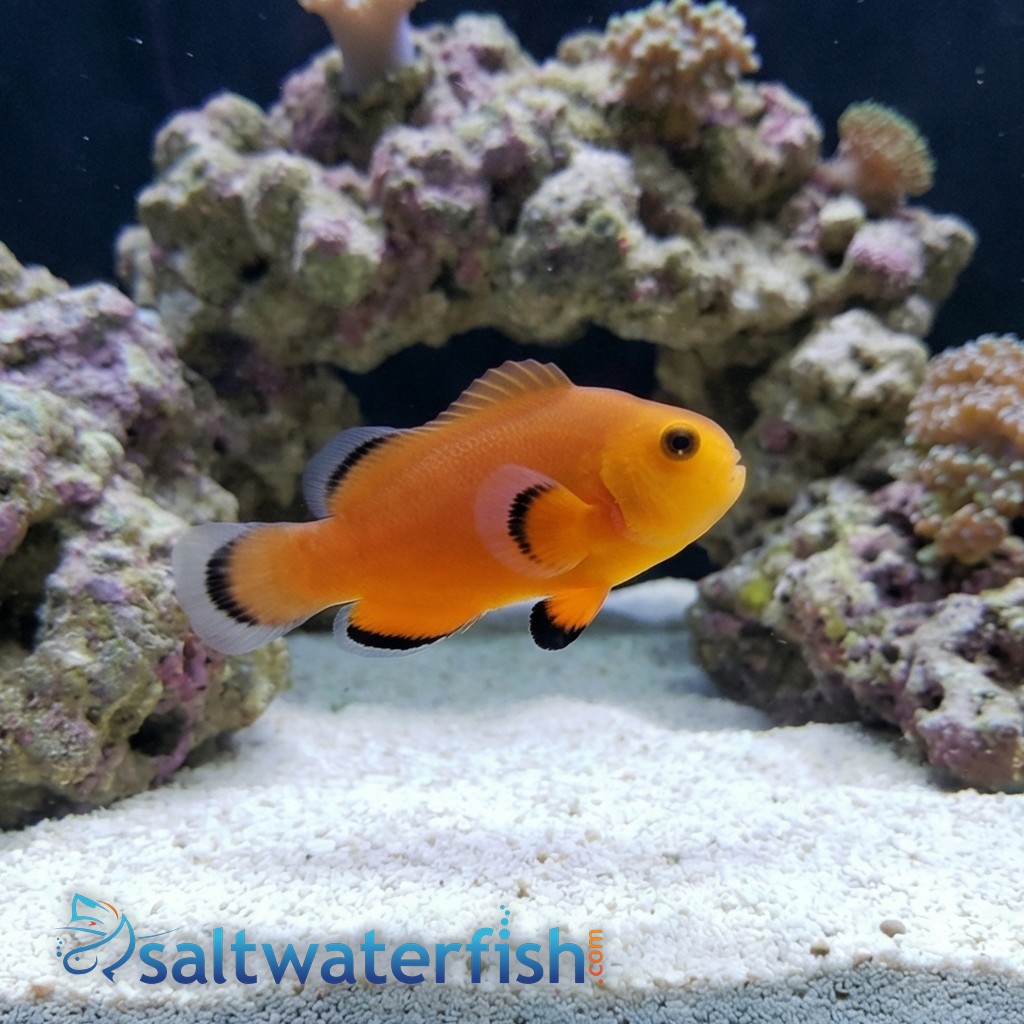 Naked Ocellaris Clownfish - Captive Bred