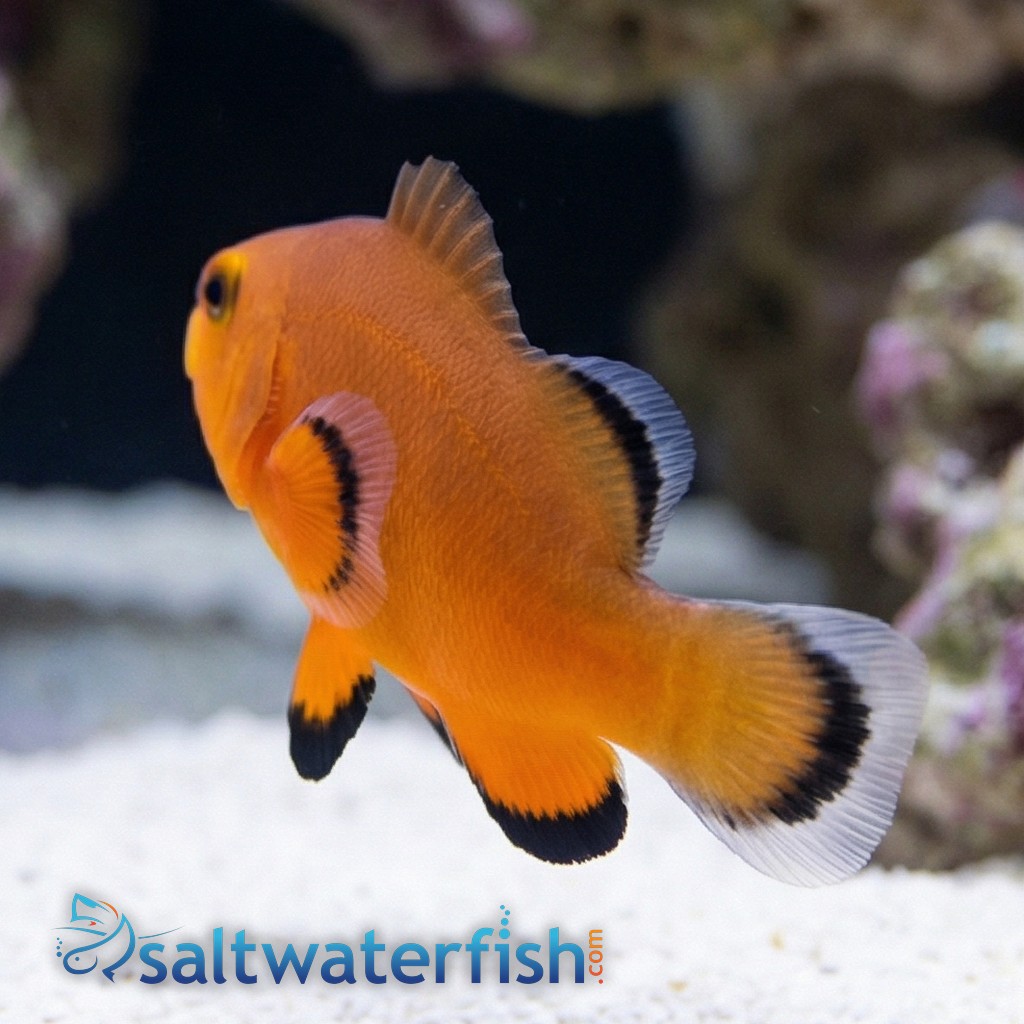 Naked Ocellaris Clownfish - Captive Bred