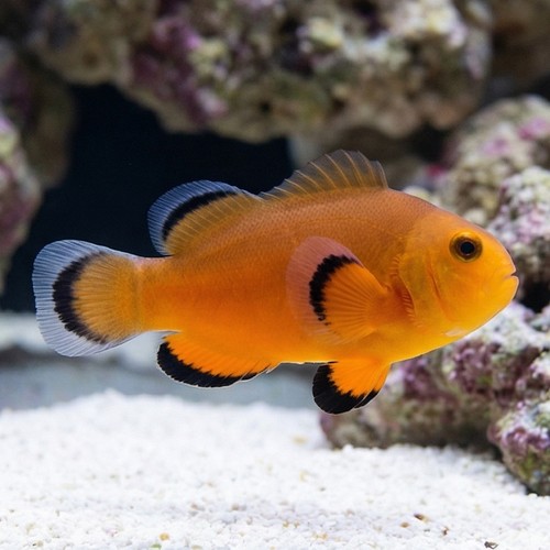 Naked Ocellaris Clownfish - Captive Bred