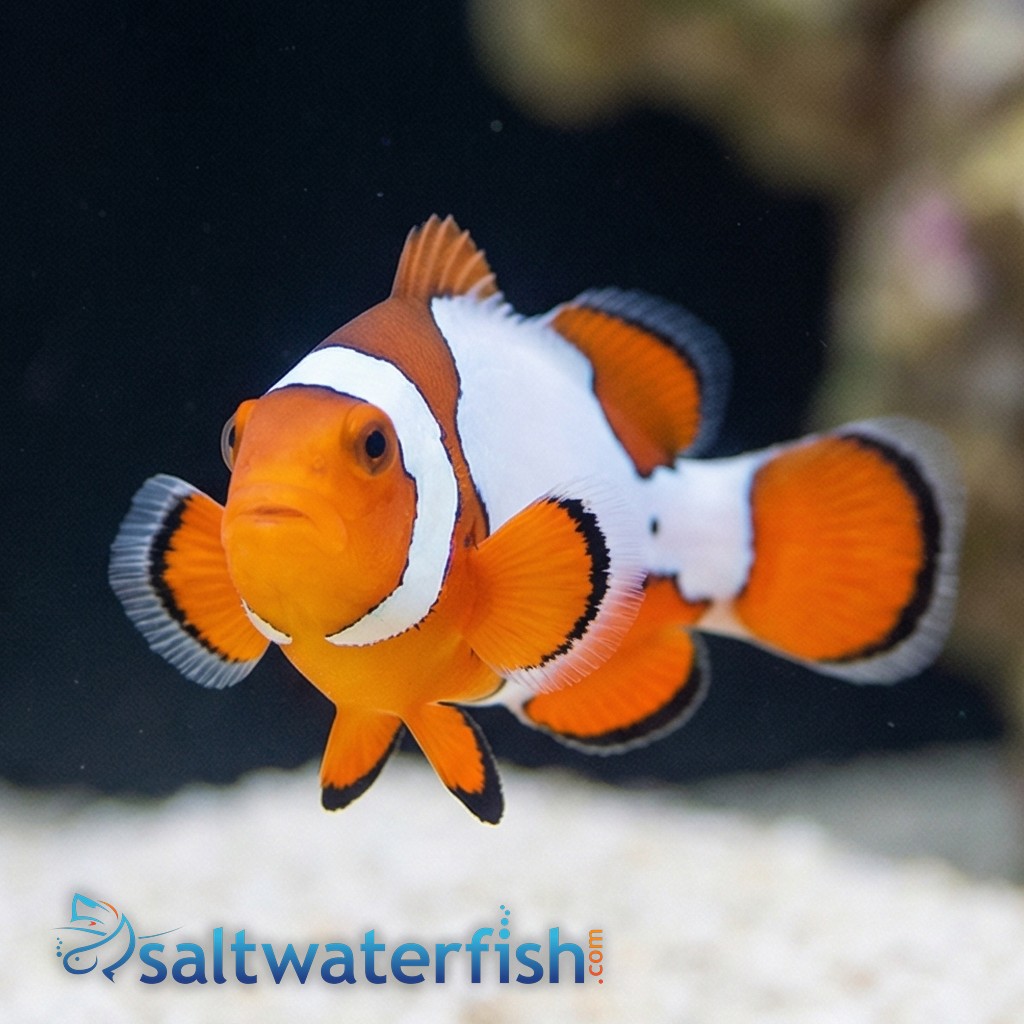 Snow Onyx Clownfish Hybrid