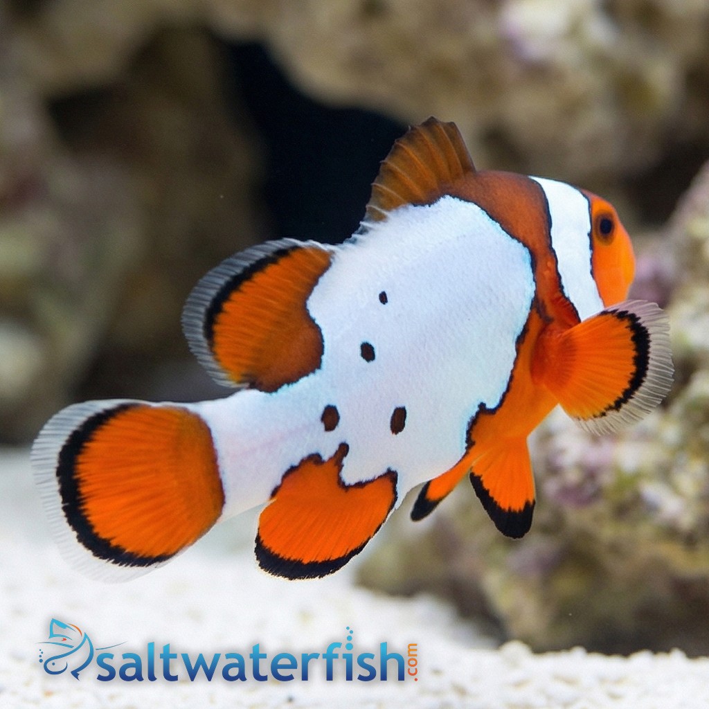 Snow Onyx Clownfish Hybrid