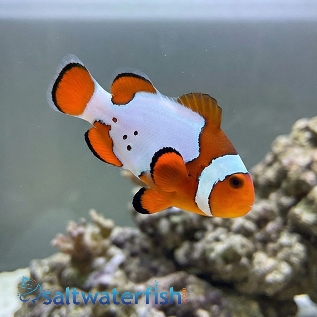 Snow Onyx Clownfish Hybrid