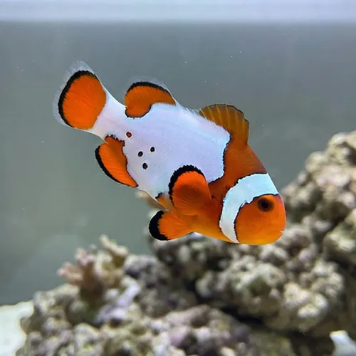Snow Onyx Clownfish Hybrid