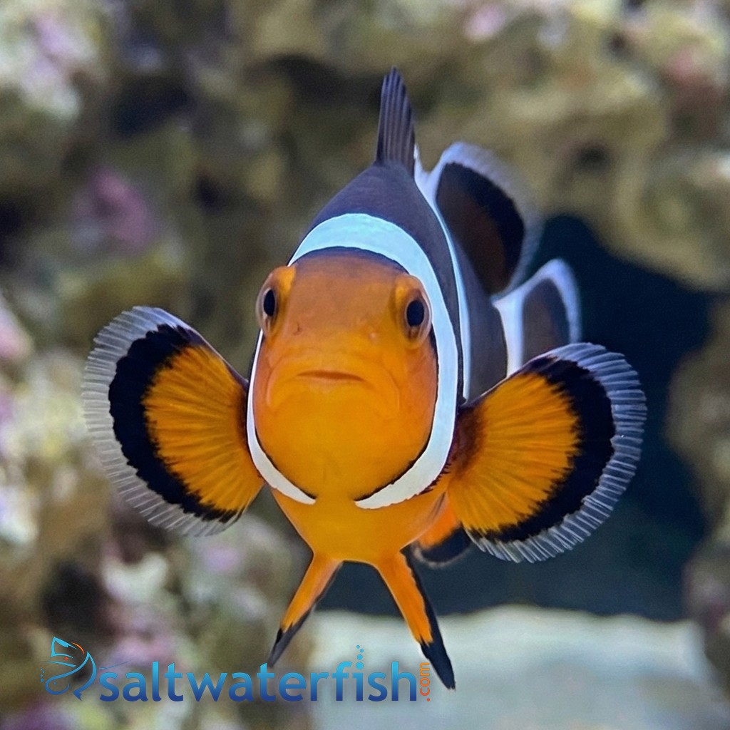 Black Photon Hybrid Clownfish