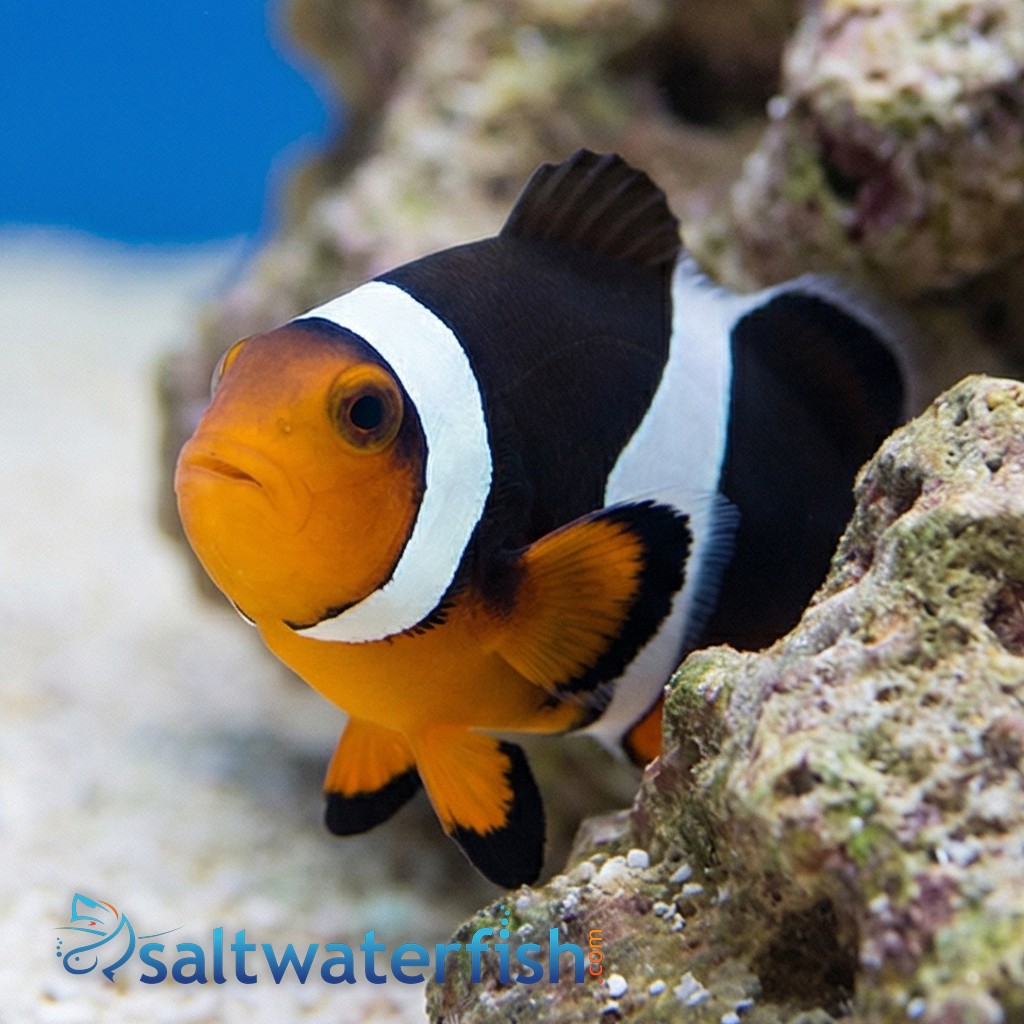 Black Photon Hybrid Clownfish
