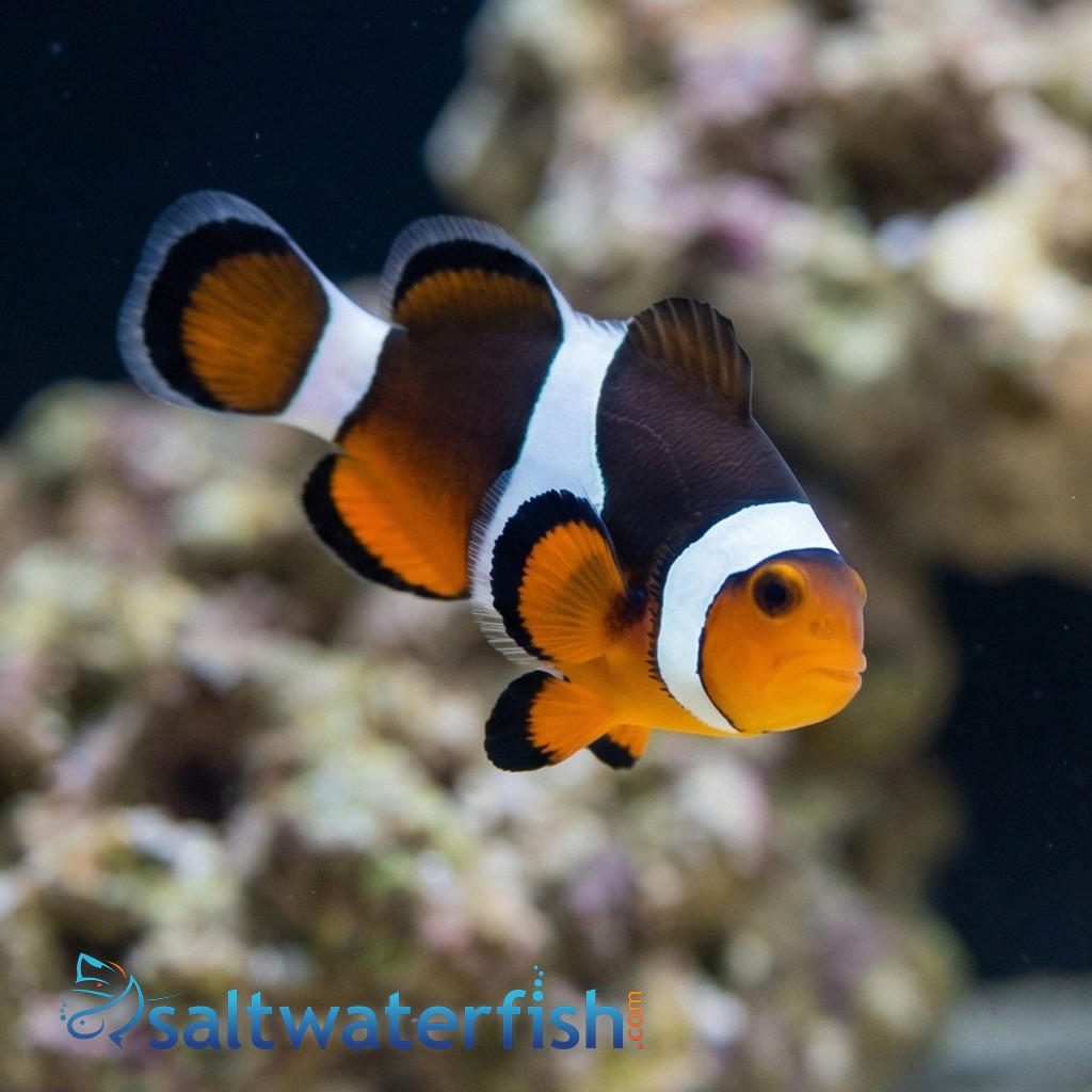 Black Photon Hybrid Clownfish