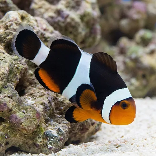 Black Photon Hybrid Clownfish