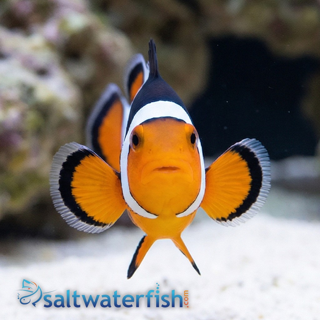 Picasso Percula Clownfish - Captive Bred